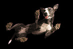 Whippet from below