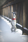 Whippet in snow