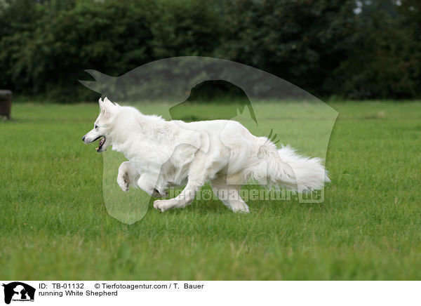 running White Shepherd / TB-01132