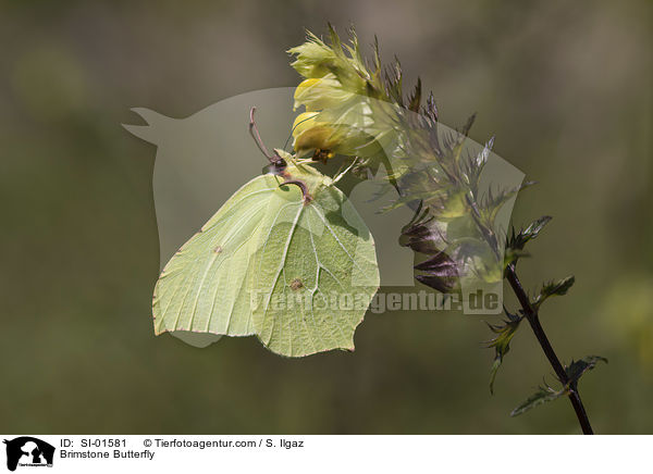 Brimstone Butterfly / SI-01581