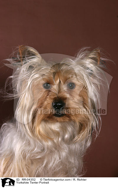 Yorkshire Terrier Portrait / RR-04352