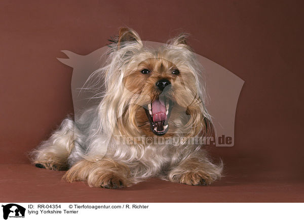 lying Yorkshire Terrier / RR-04354