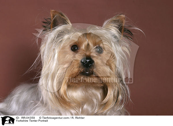 Yorkshire Terrier Portrait / RR-04359