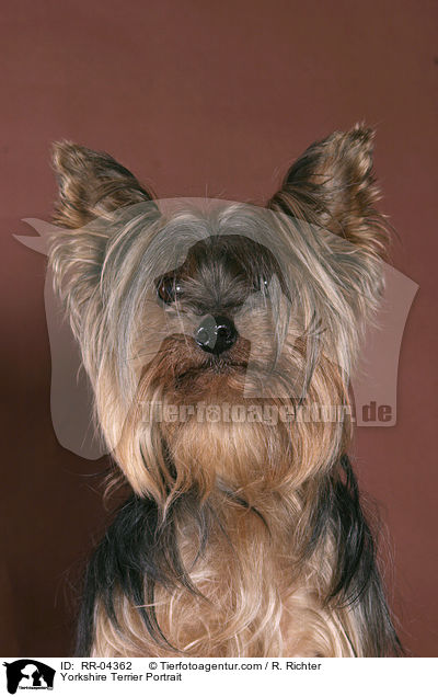 Yorkshire Terrier Portrait / RR-04362