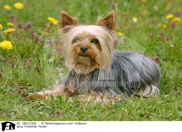 lying Yorkshire Terrier / DB-01292