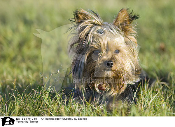 Yorkshire Terrier / SST-01215