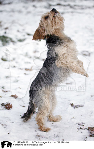 Yorkshire Terrier shows trick / RR-47636