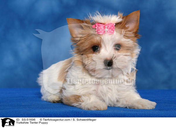 Yorkshire Terrier Puppy / SS-51696