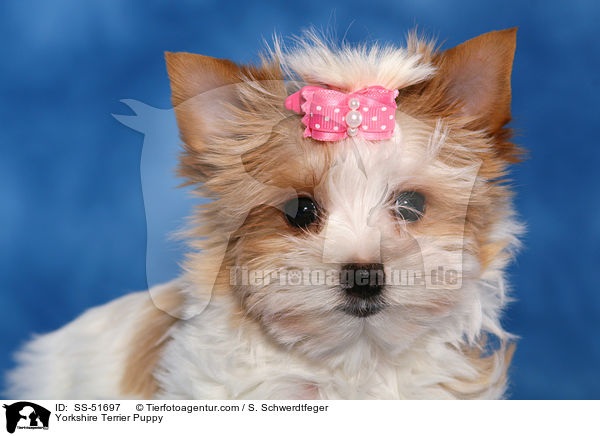 Yorkshire Terrier Puppy / SS-51697