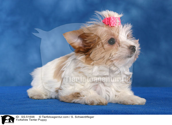 Yorkshire Terrier Puppy / SS-51698