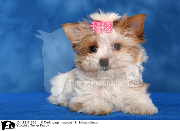 Yorkshire Terrier Puppy / SS-51699