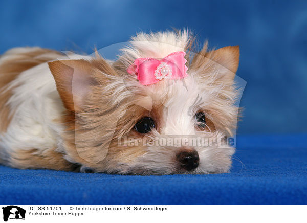 Yorkshire Terrier Puppy / SS-51701