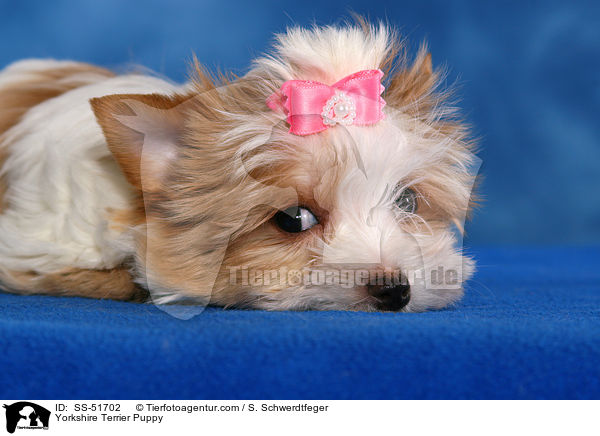 Yorkshire Terrier Puppy / SS-51702