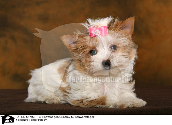 Yorkshire Terrier Puppy / SS-51703