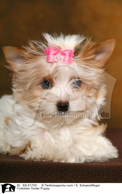 Yorkshire Terrier Puppy / SS-51705