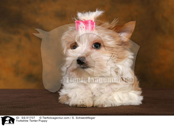 Yorkshire Terrier Puppy / SS-51707