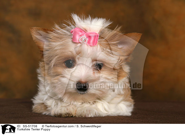 Yorkshire Terrier Puppy / SS-51708