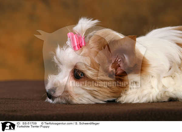 Yorkshire Terrier Puppy / SS-51709