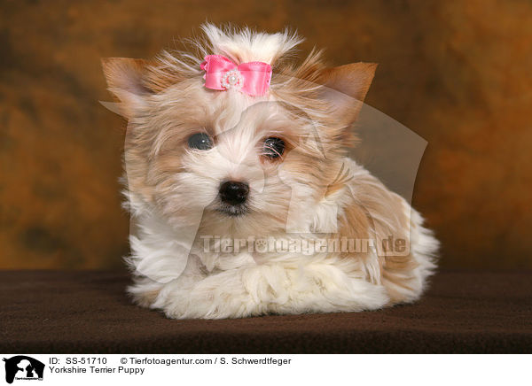 Yorkshire Terrier Puppy / SS-51710