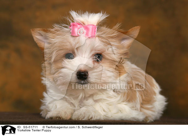 Yorkshire Terrier Puppy / SS-51711