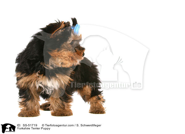 Yorkshire Terrier Puppy / SS-51719
