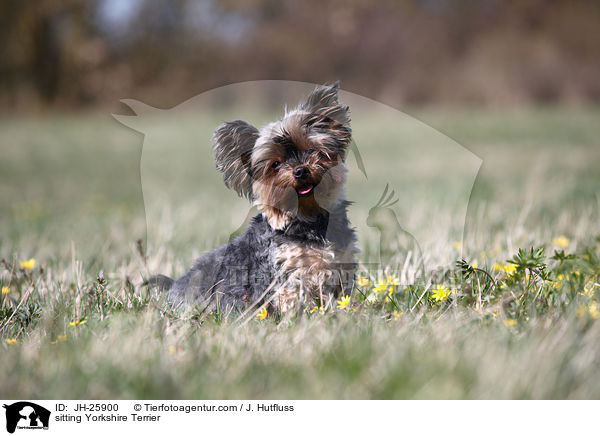 sitting Yorkshire Terrier / JH-25900