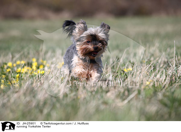 running Yorkshire Terrier / JH-25901