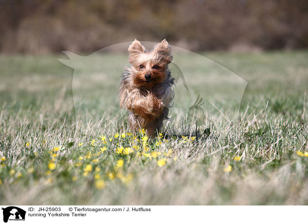 running Yorkshire Terrier / JH-25903
