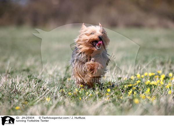 running Yorkshire Terrier / JH-25904