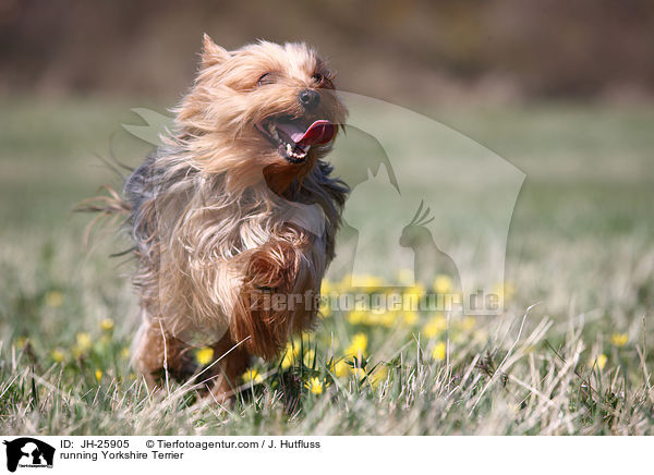 running Yorkshire Terrier / JH-25905