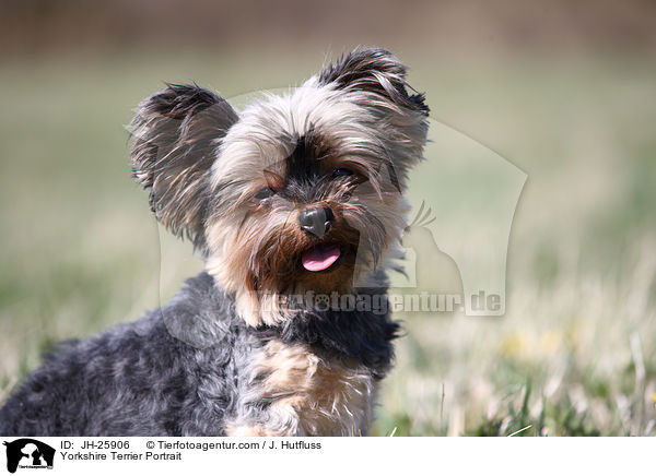Yorkshire Terrier Portrait / JH-25906