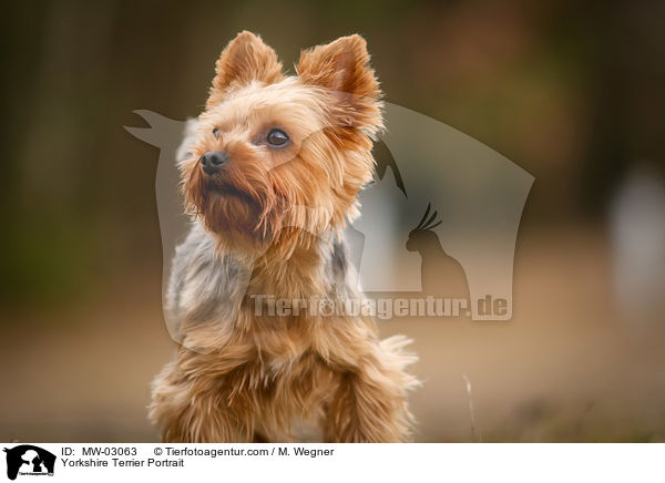 Yorkshire Terrier Portrait / MW-03063