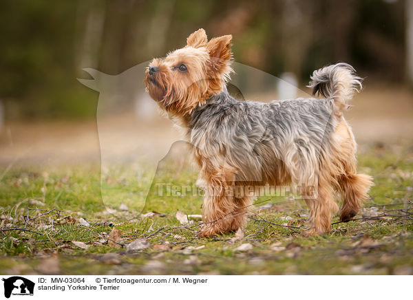 standing Yorkshire Terrier / MW-03064