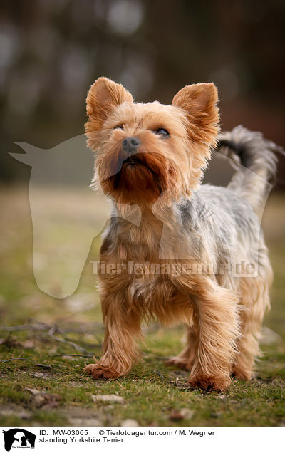 standing Yorkshire Terrier / MW-03065