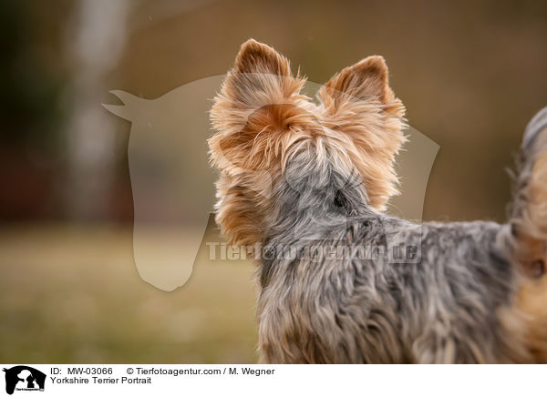 Yorkshire Terrier Portrait / MW-03066