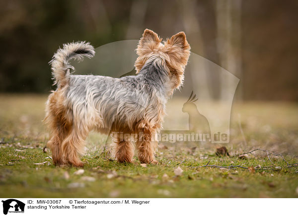 standing Yorkshire Terrier / MW-03067