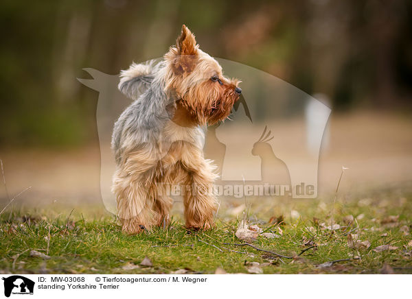 standing Yorkshire Terrier / MW-03068