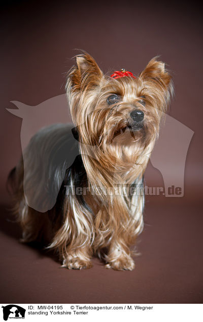 standing Yorkshire Terrier / MW-04195