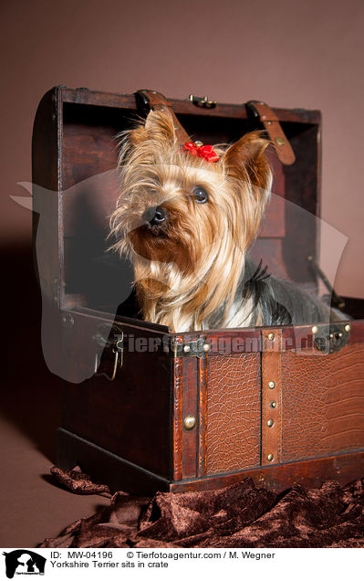 Yorkshire Terrier sits in crate / MW-04196