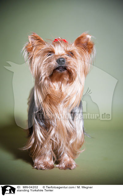 standing Yorkshire Terrier / MW-04202