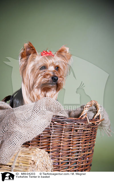 Yorkshire Terrier in basket / MW-04203