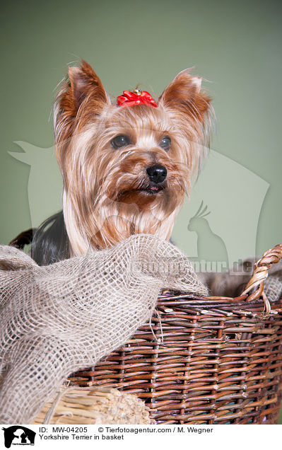 Yorkshire Terrier in basket / MW-04205
