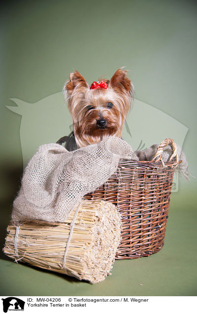 Yorkshire Terrier in basket / MW-04206