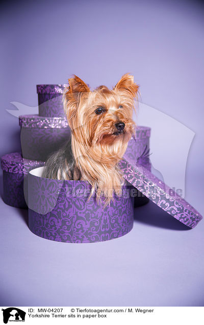Yorkshire Terrier sits in paper box / MW-04207