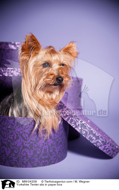 Yorkshire Terrier sits in paper box / MW-04208