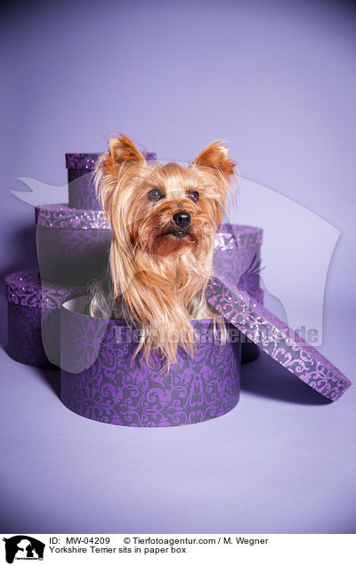 Yorkshire Terrier sits in paper box / MW-04209