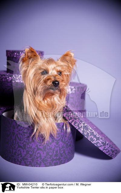 Yorkshire Terrier sits in paper box / MW-04210