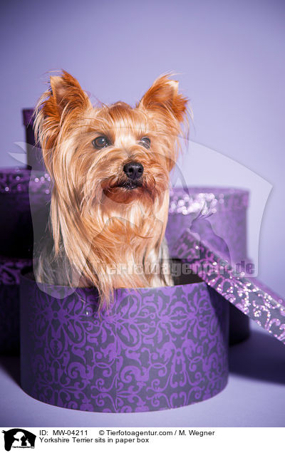 Yorkshire Terrier sits in paper box / MW-04211