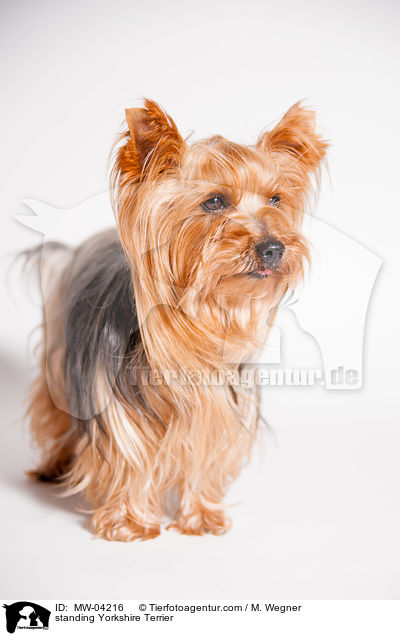 standing Yorkshire Terrier / MW-04216