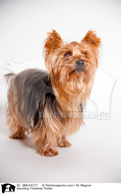 standing Yorkshire Terrier / MW-04217